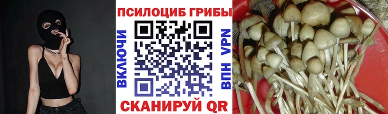 Псилоцибиновые грибы Psilocybe  Гаврилов Посад 